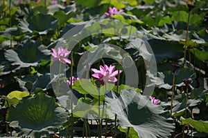 Lotus, plant, leaf